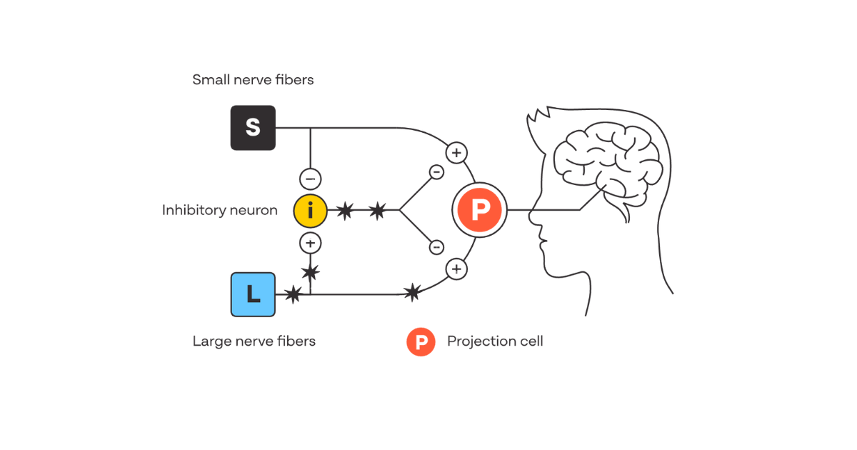 The Gate Control Theory of Pain: The Science Behind Digivibe